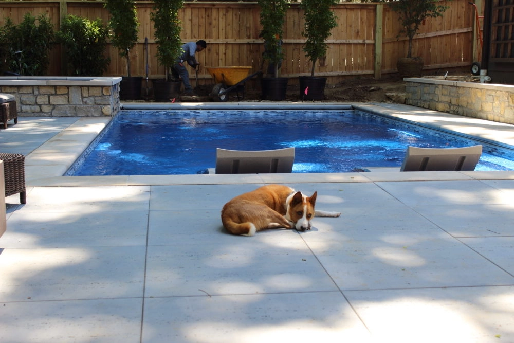 Is it OK to Let Dogs Swim in Swimming Pools